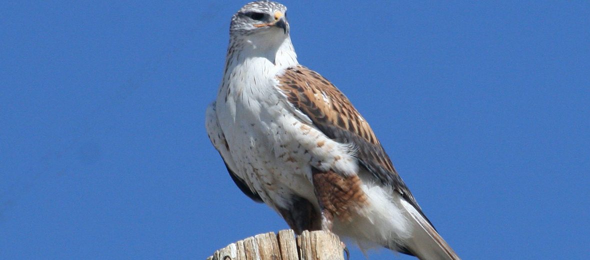 ferruginous hawk