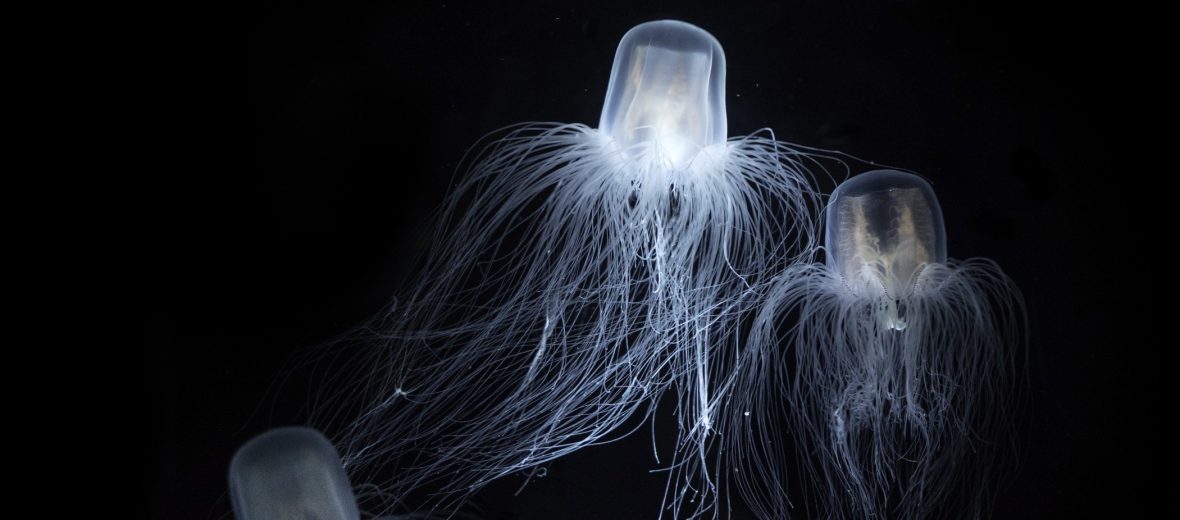 immortal jellyfish facts