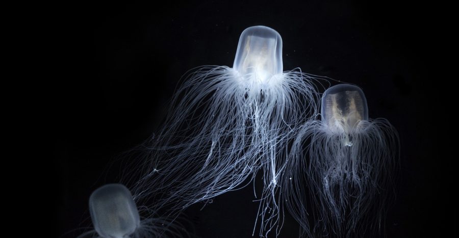 immortal jellyfish polyp