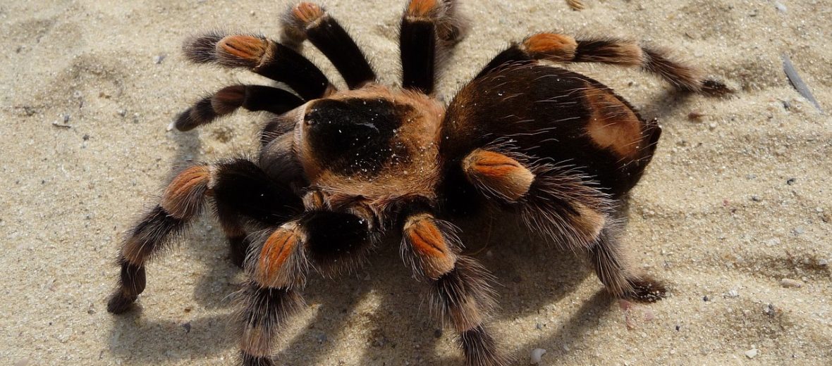 red-knee tarantula