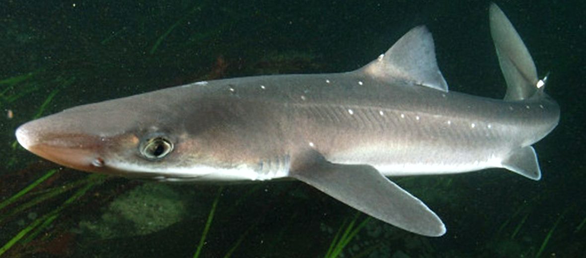 spiny dogfish