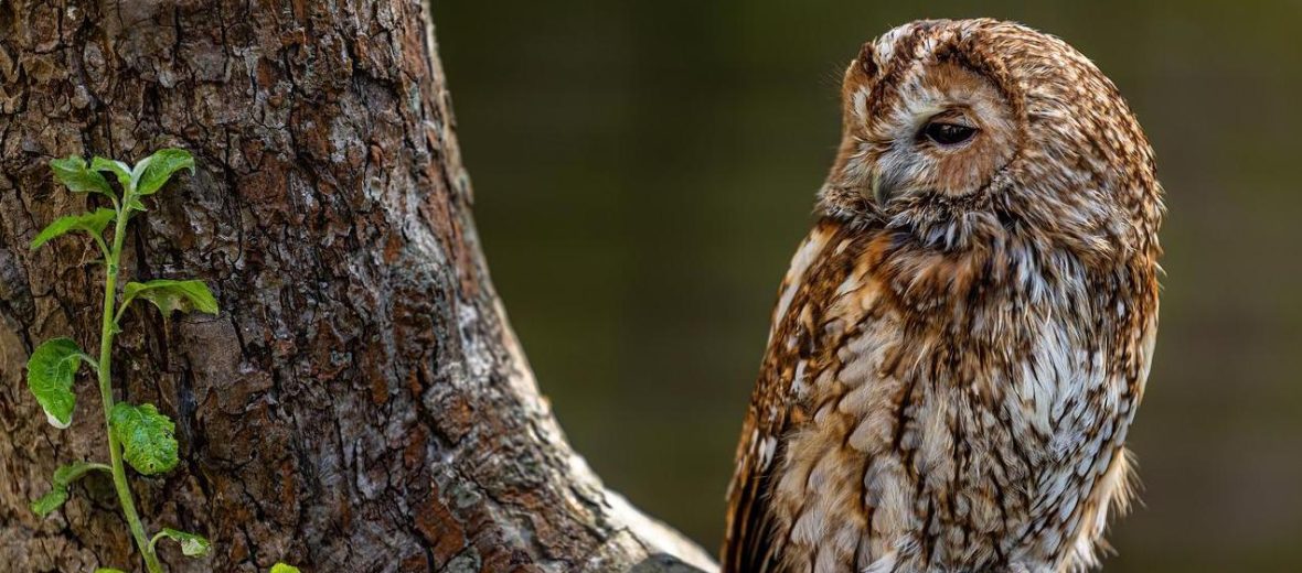 Tawny owl