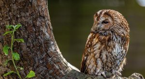 Tawny owl