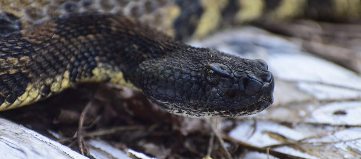 timber rattlesnake