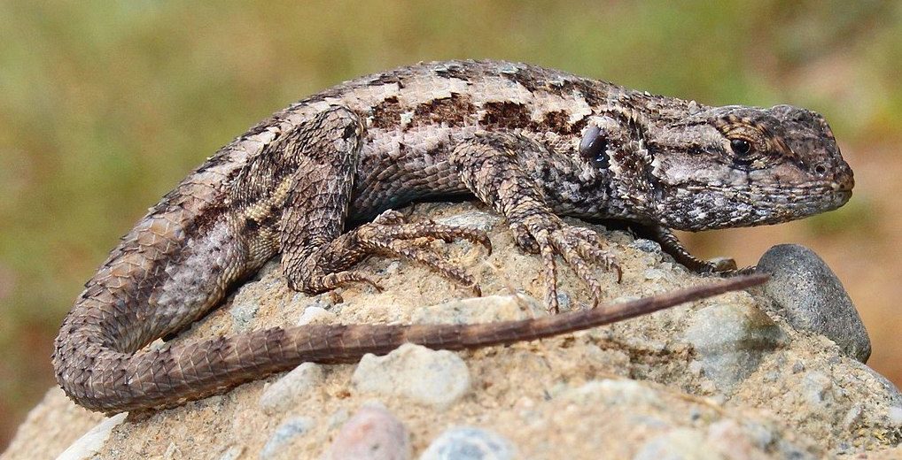 Western Fence Lizard Female