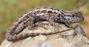 western fence lizard