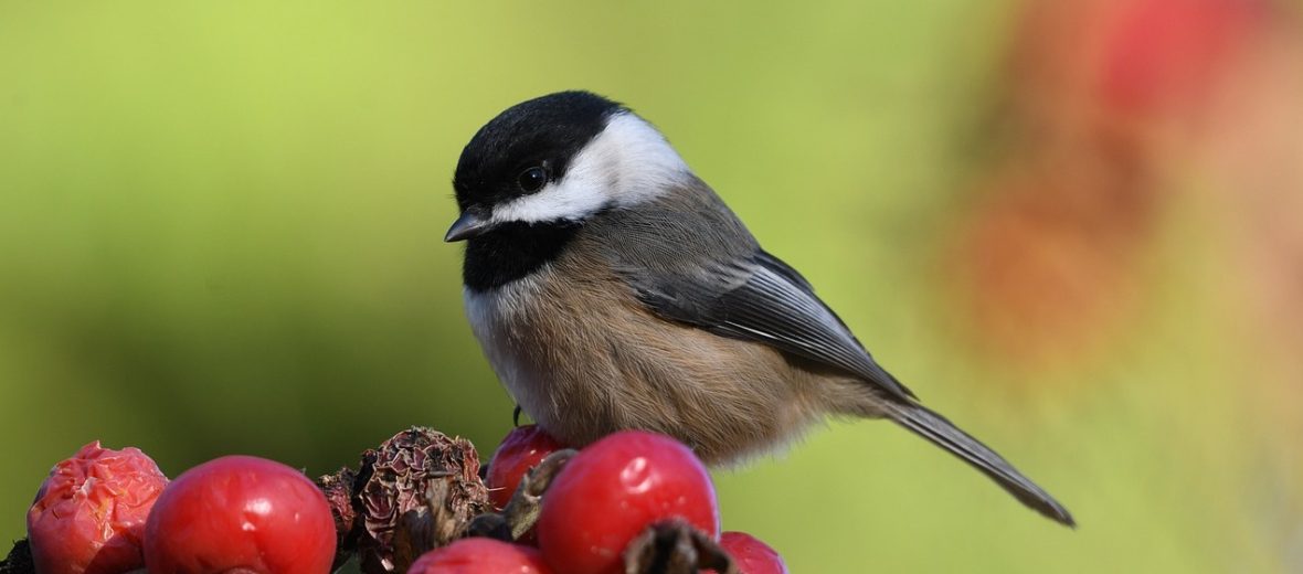 black-capped chickadee