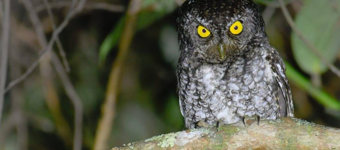 bearded screech owl