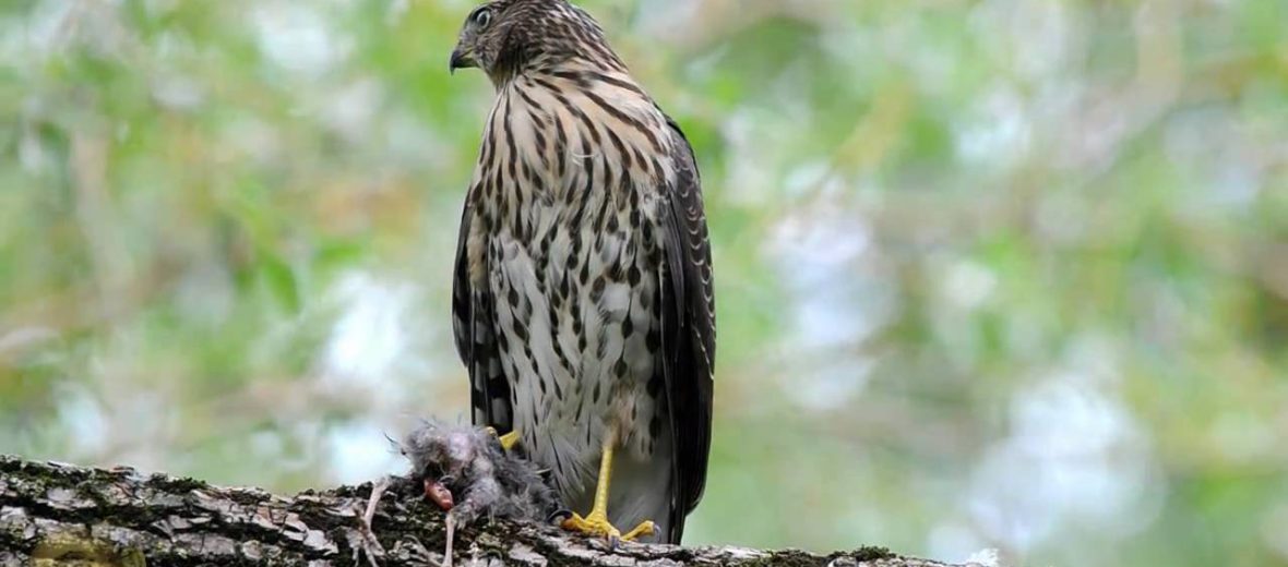 Cooper's hawk