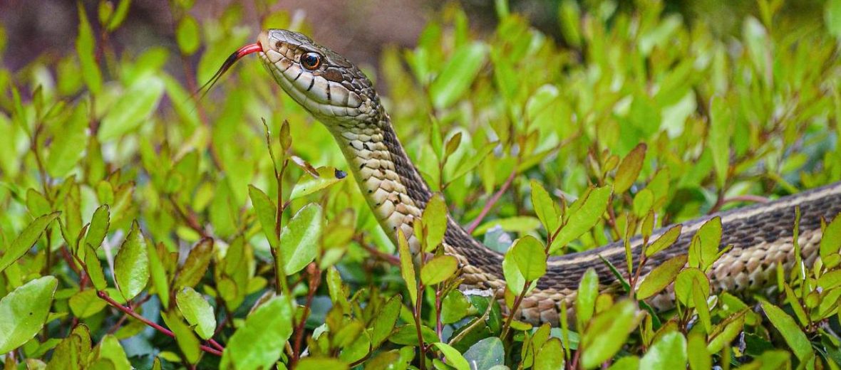 eastern garter snake