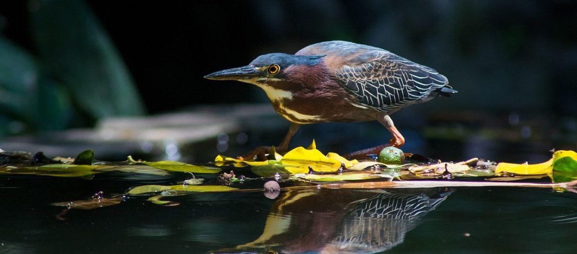 green heron