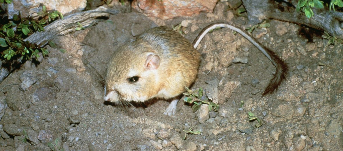 giant kangaroo rat