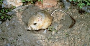 giant kangaroo rat