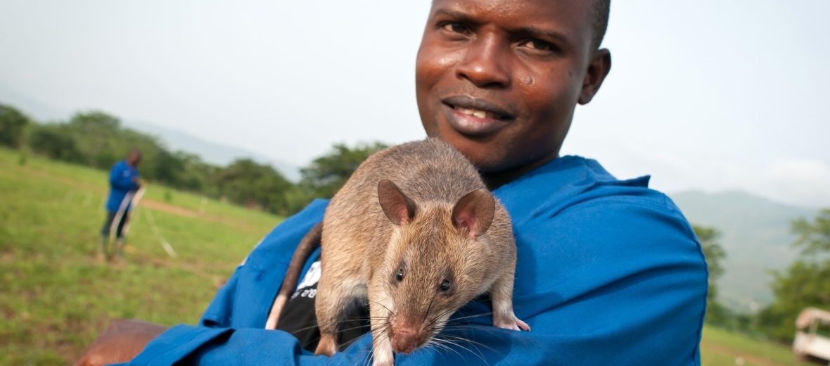 Gambian pouched rat