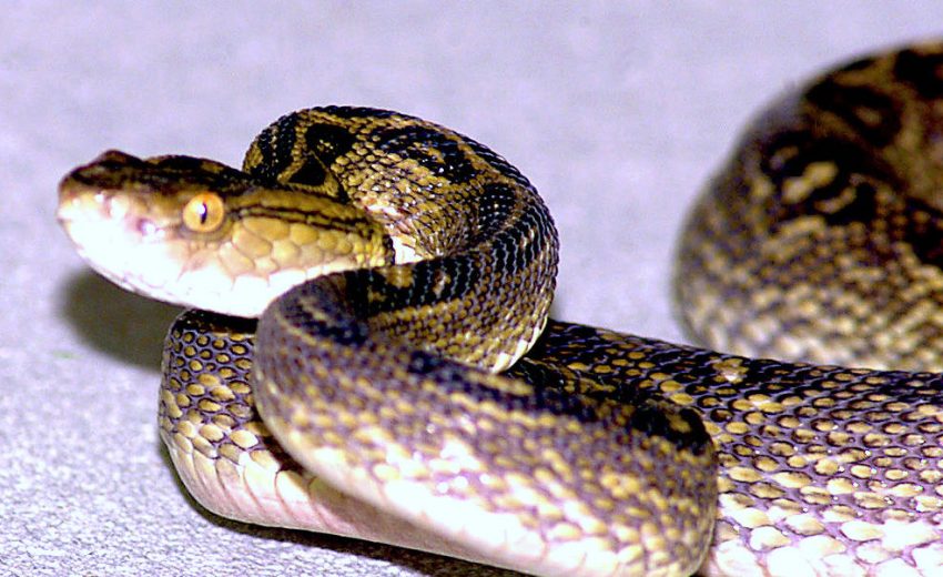 habu snake