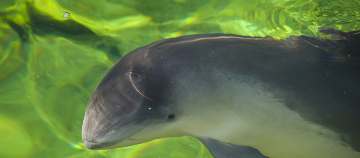 harbor porpoise