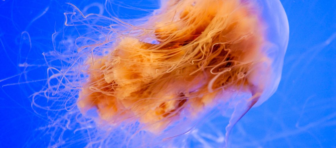 lion's mane jellyfish life cycle Jellyfish cyanea mane capillata ...