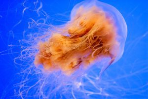 lion's mane jellyfish