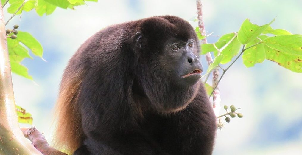 mantled howler monkey