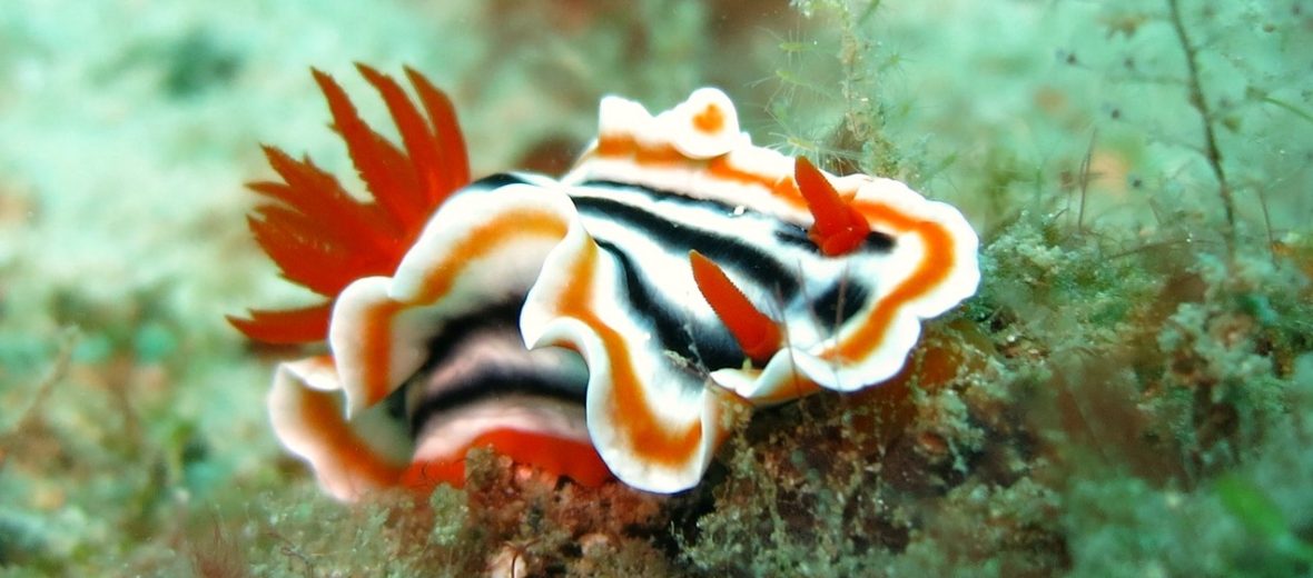 nudibranch