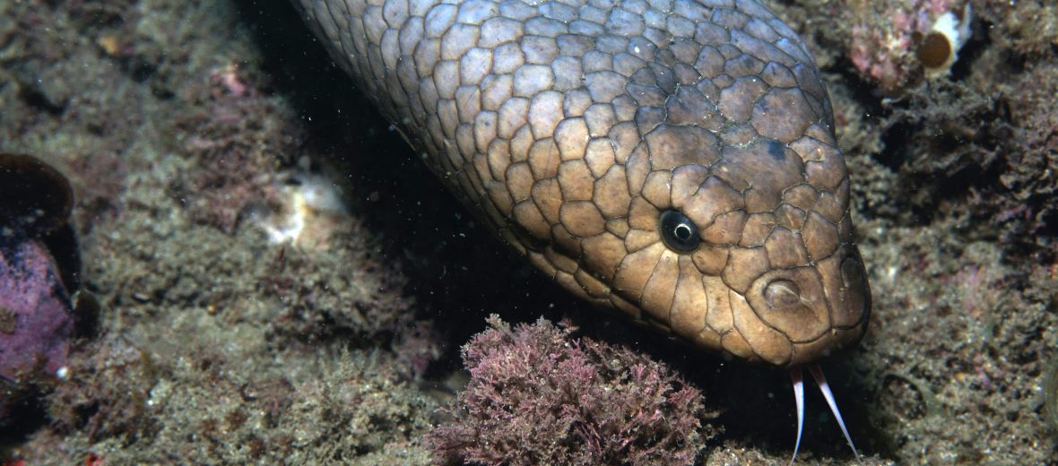 olive sea snake