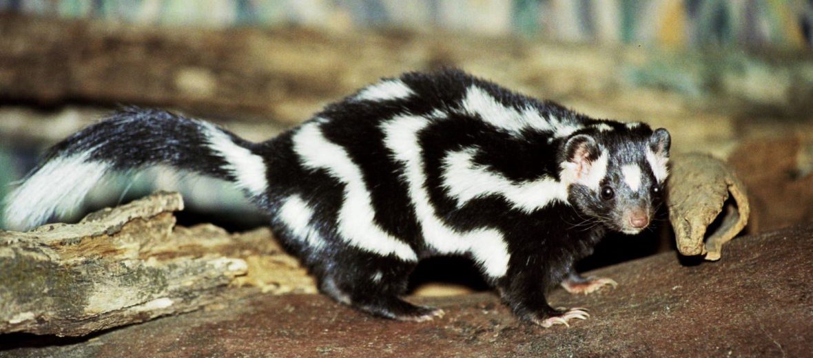 spotted skunks