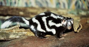 pygmy spotted skunk