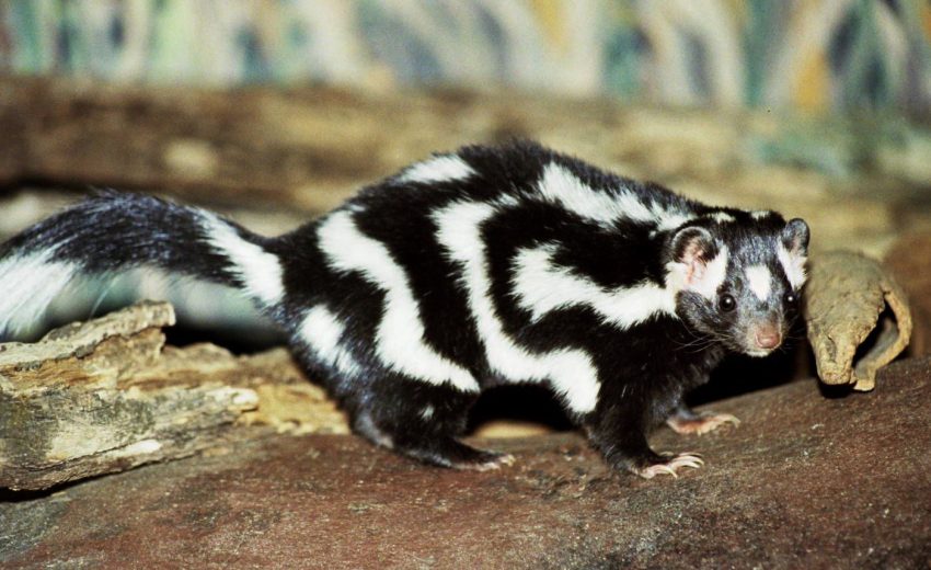 pygmy spotted skunk