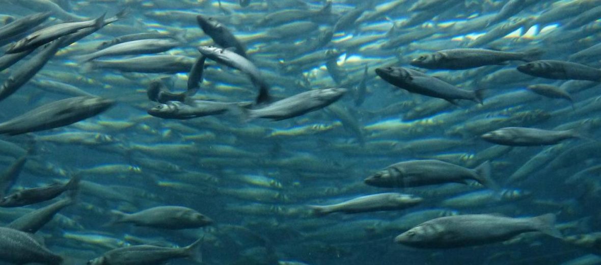 Sardine In Ocean