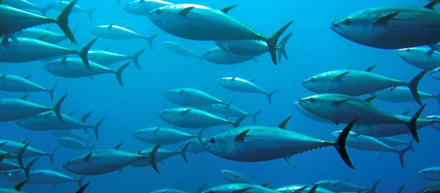 The Skipjack Tuna 