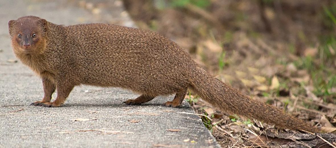 The Asian Mongoose Critter Science 6900