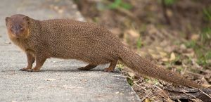 Asian mongoose