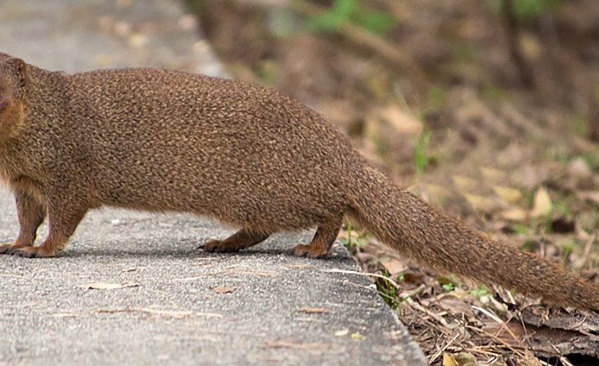Asian mongoose