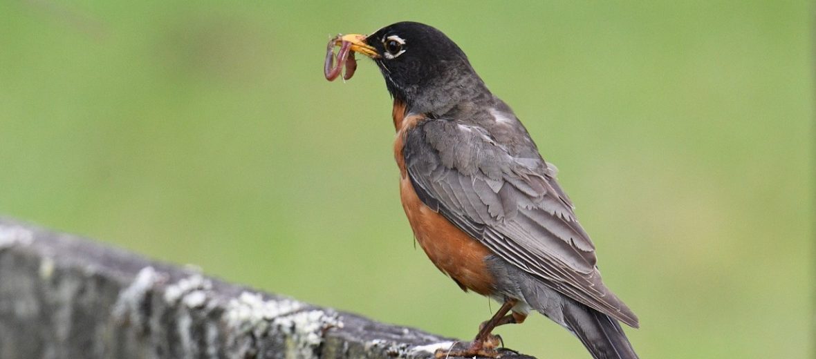 American robin