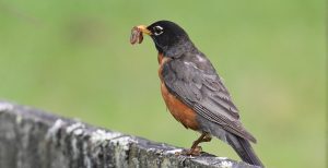 American robin