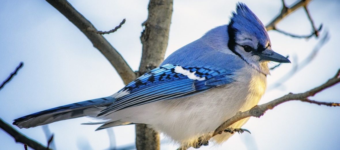 The Beautiful Bluejay