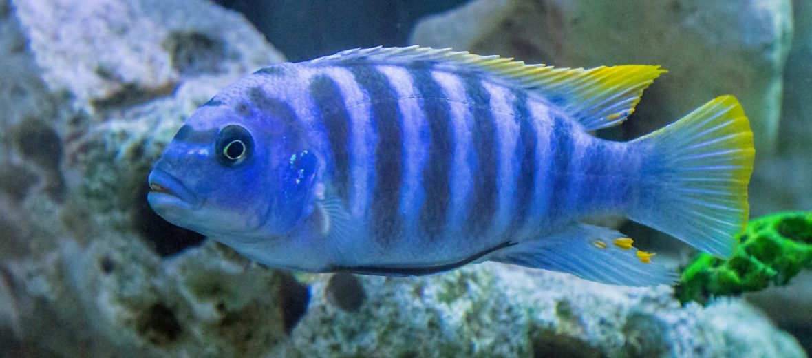 cichlid