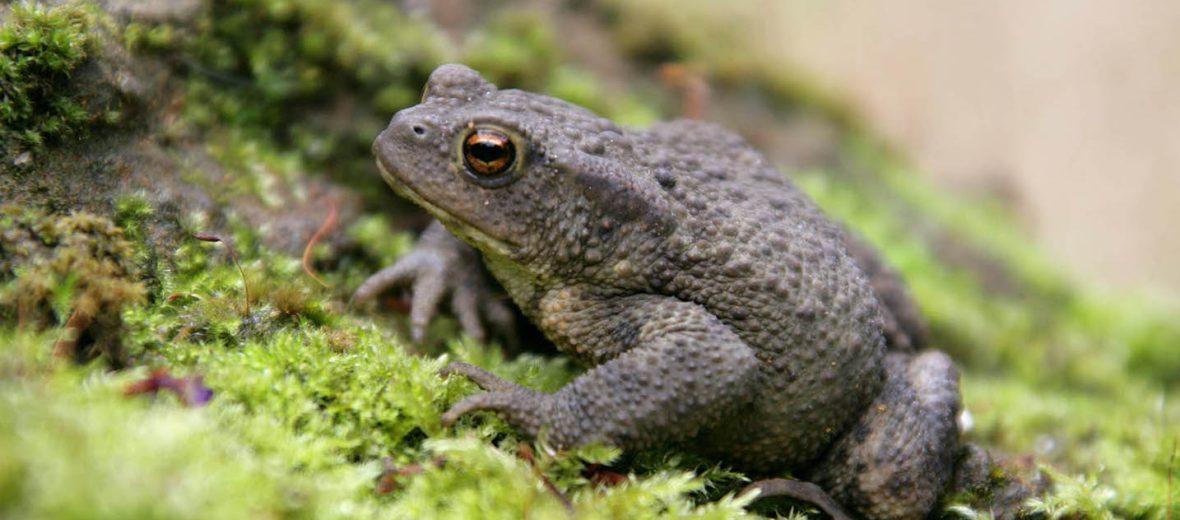 common toad
