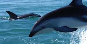 dusky dolphin