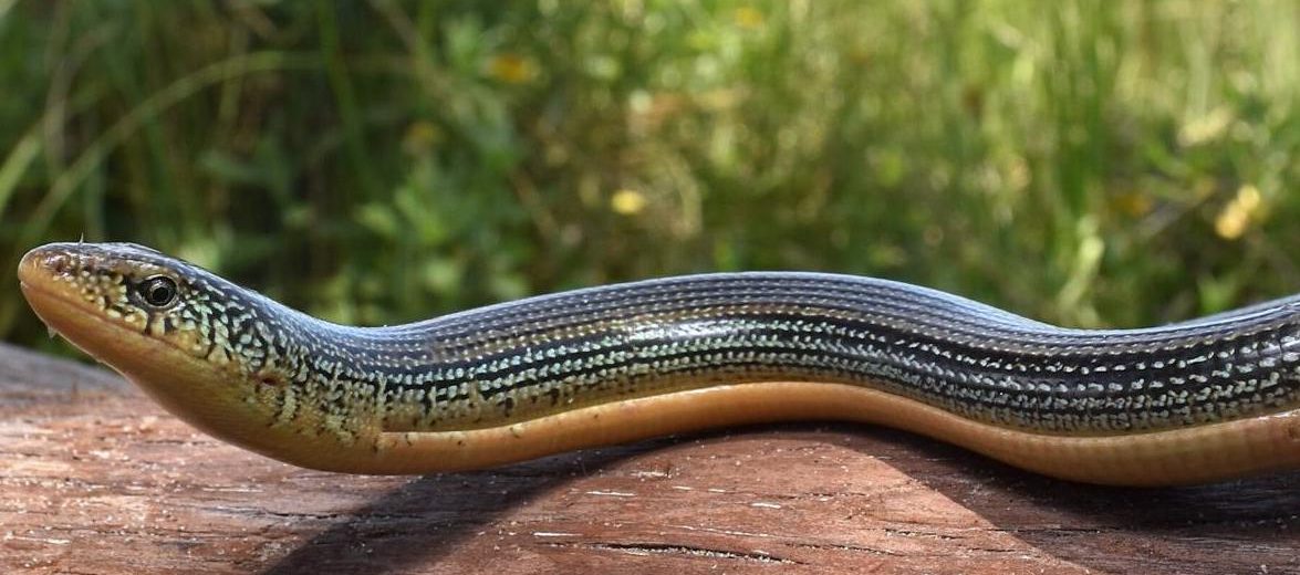 eastern glass lizard