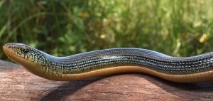 eastern glass lizard
