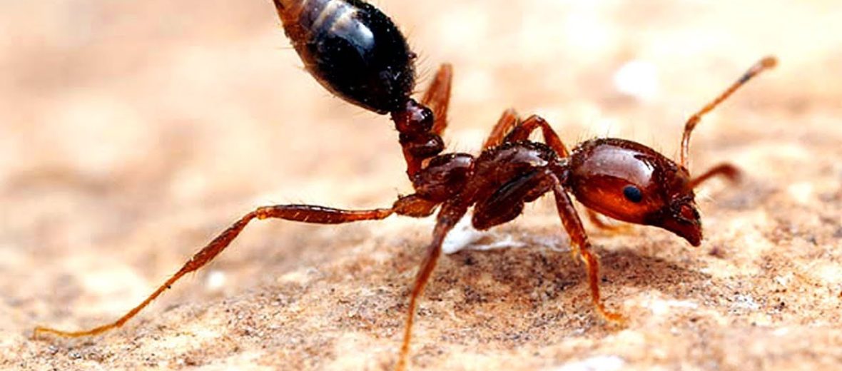 fire ant