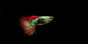 guppy