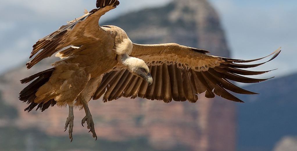 griffon vulture