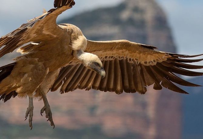 The Hooded Vulture | Critter Science