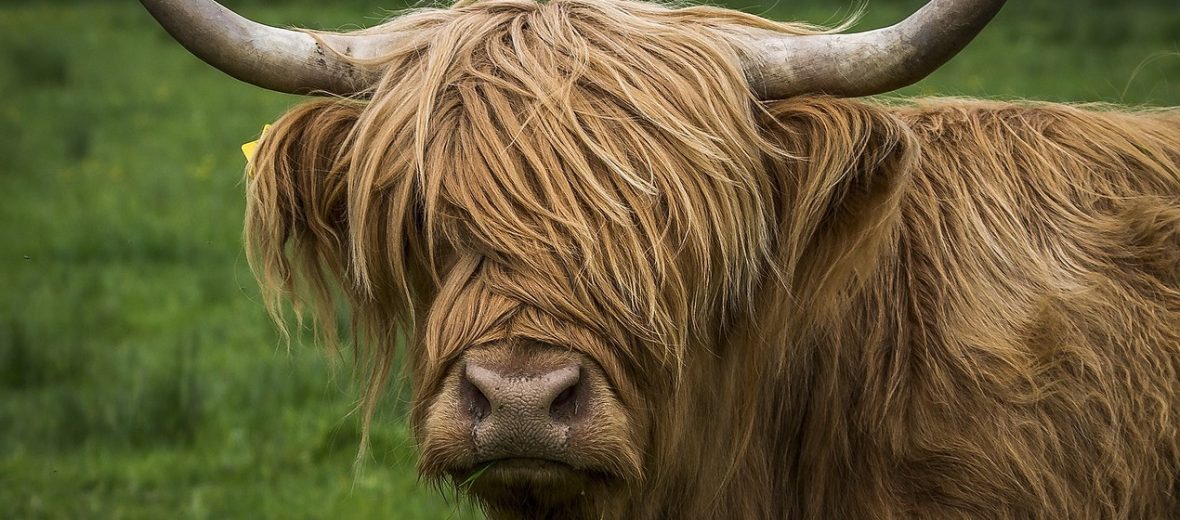 highland cattle