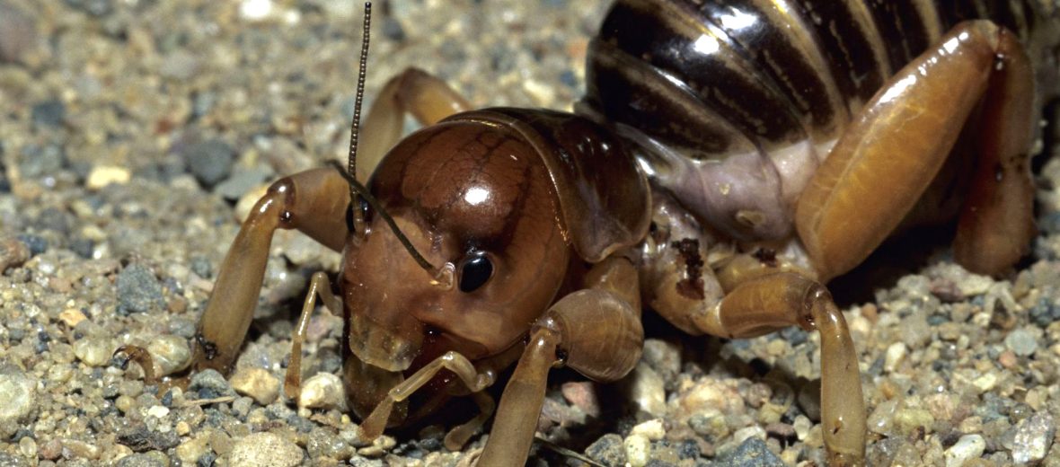 Jerusalem cricket