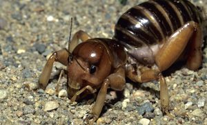 Jerusalem cricket