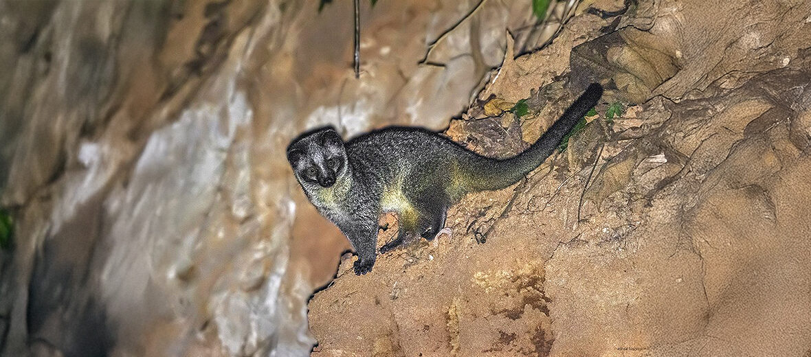 masked palm civet
