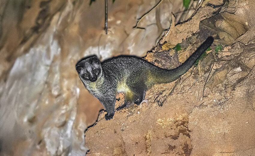 masked palm civet